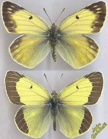 http://www.gorodinski.ru/pieridae/Colias-marcopolo s.str.jpg